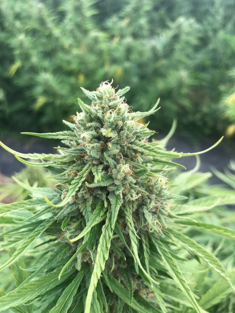 Cherry Blossom Feminized CBD Seeds – Midwest Hemp Supply